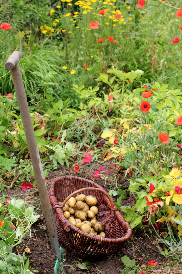 Lokation: Deutschland | Nordrhein-Westfalen | Bergisch Gladbach | Rodemich Kategorien: Permakultur, Datum: 05.07.2014