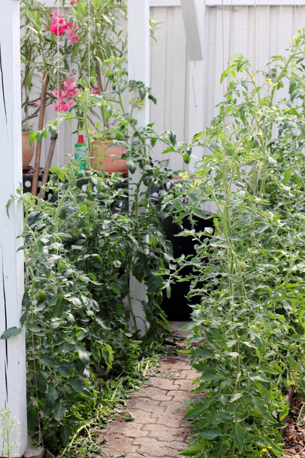 Lokation: Deutschland | Nordrhein-Westfalen | Bergisch Gladbach | Rodemich Kategorien: Permakultur, Datum: 12.07.2014