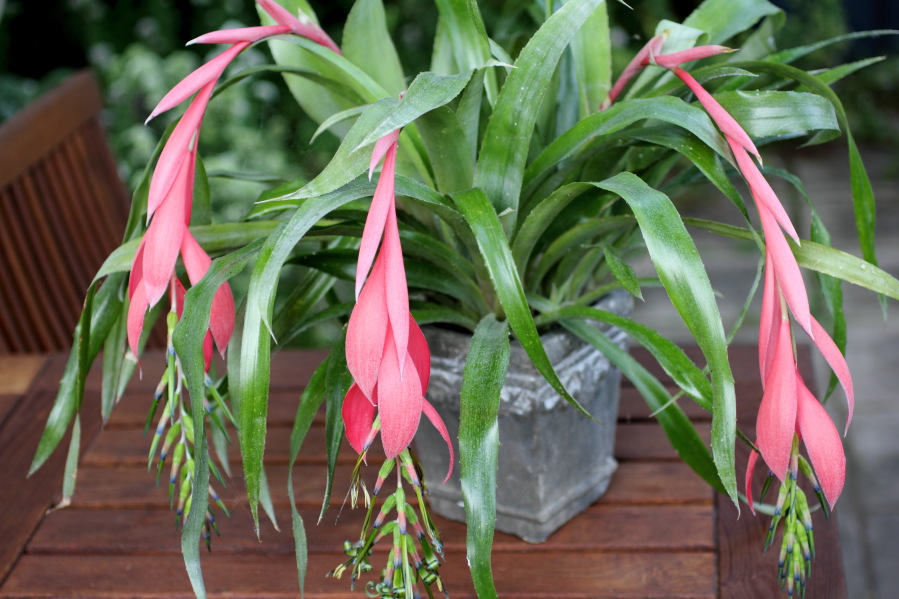 Lokation: Deutschland | Nordrhein-Westfalen | Bergisch Gladbach | Rodemich Kategorien: Zimmerpflanzen, Datum: 22.07.2014