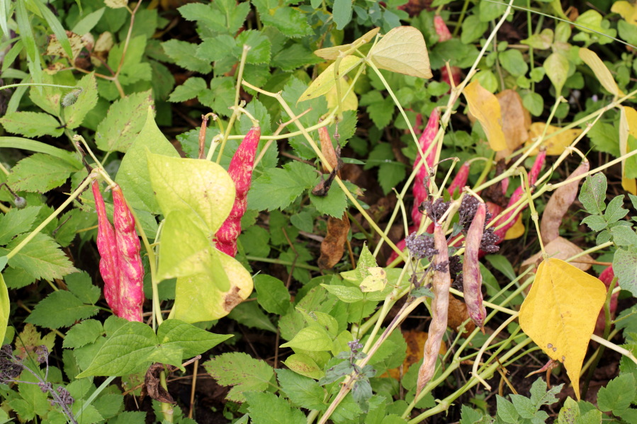 Lokation: Deutschland | Nordrhein-Westfalen | Bergisch Gladbach | Rodemich Kategorien: Früchte, Permakultur, Datum: 14.08.2014