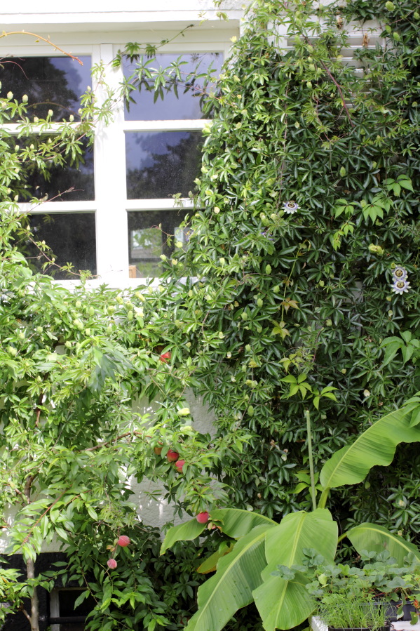 Lokation: Deutschland | Nordrhein-Westfalen | Bergisch Gladbach | Rodemich Kategorien: Permakultur, Datum: 14.08.2014