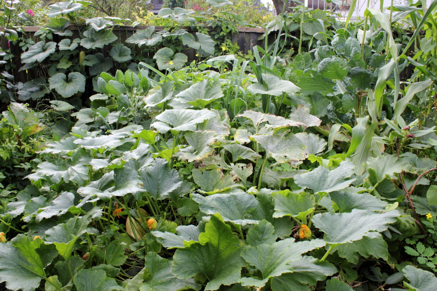 Lokation: Deutschland | Nordrhein-Westfalen | Bergisch Gladbach | Rodemich Kategorien: Permakultur, Datum: 07.09.2014