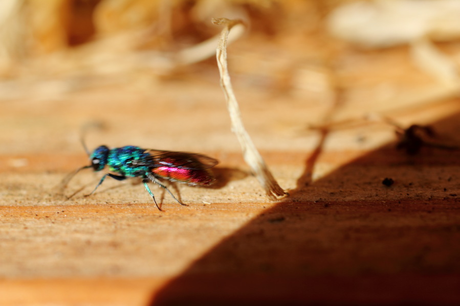 Lokation: Deutschland | Rheinland-Pfalz | Brohl-Lützing | Brohl-Lützing Kategorien: Insekten, Datum: 03.10.2014