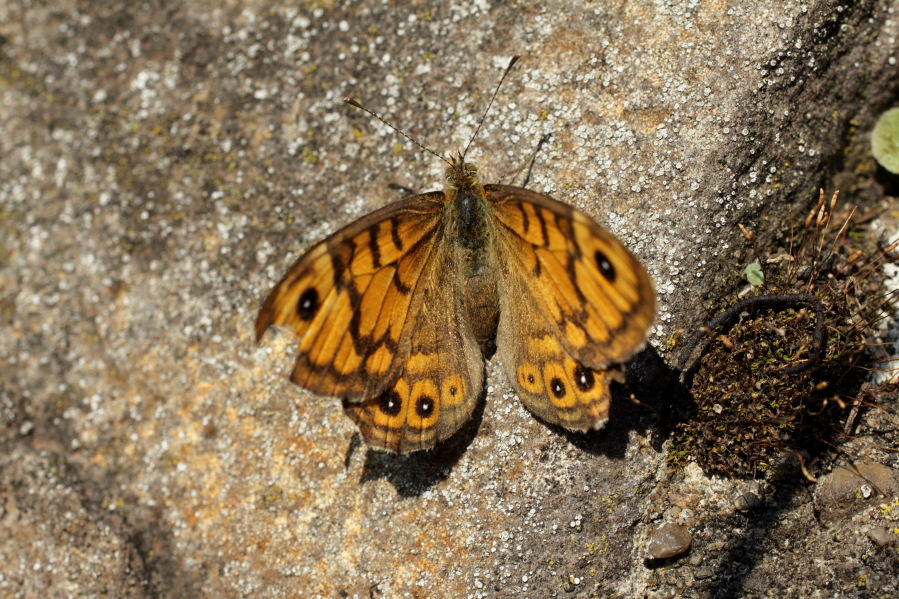 Lokation: Deutschland | Rheinland-Pfalz | Hammerstein | Hammerstein Kategorien: Schmetterlinge, Datum: 03.10.2014