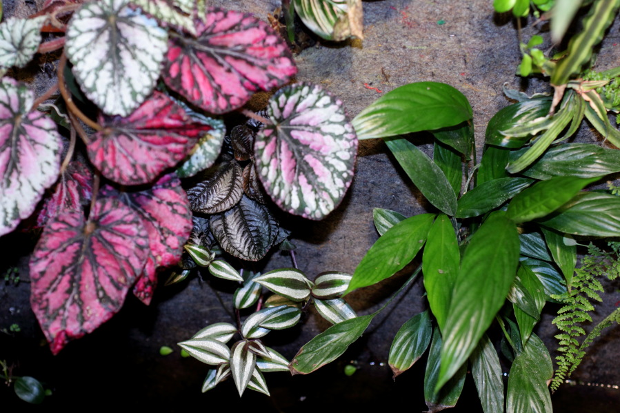 Lokation: Deutschland | Nordrhein-Westfalen | Bergisch Gladbach | Rodemich Kategorien: Pflanzenwand, Datum: 09.10.2014