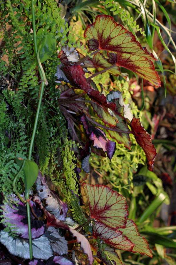 Lokation: Deutschland | Nordrhein-Westfalen | Bergisch Gladbach | Rodemich Kategorien: Pflanzenwand, Datum: 09.10.2014
