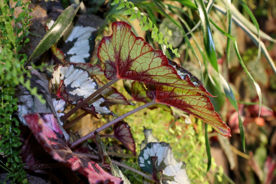 Lokation: Deutschland | Nordrhein-Westfalen | Bergisch Gladbach | Rodemich Kategorien: Pflanzenwand, Datum: 09.10.2014
