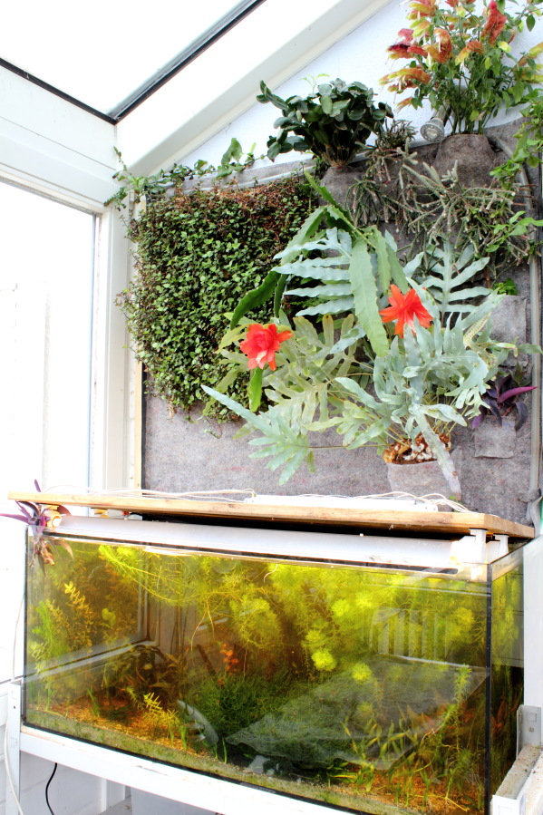 Lokation: Deutschland | Nordrhein-Westfalen | Bergisch Gladbach | Rodemich Kategorien: Aquarien, Pflanzenwand, Datum: 20.11.2014