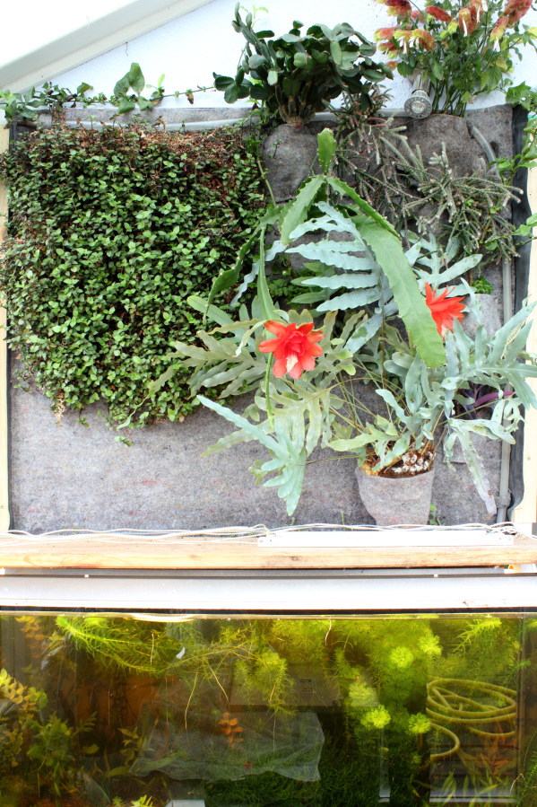 Lokation: Deutschland | Nordrhein-Westfalen | Bergisch Gladbach | Rodemich Kategorien: Aquarien, Pflanzenwand, Datum: 20.11.2014