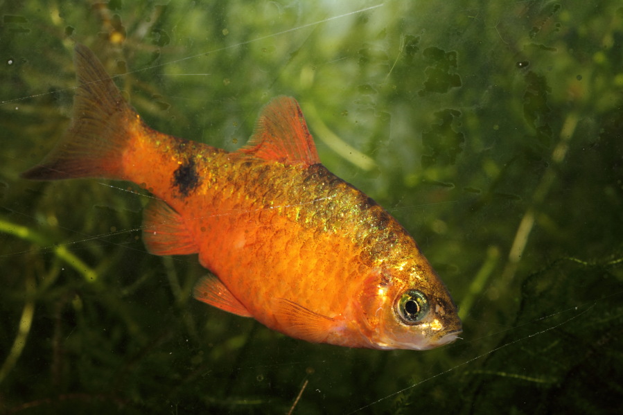 Lokation: Deutschland | Nordrhein-Westfalen | Bergisch Gladbach | Rodemich Kategorien: Fische, Datum: 20.11.2014