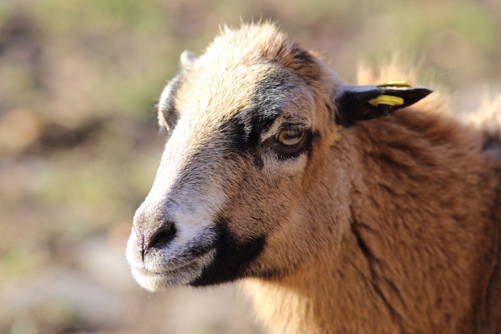 Lokation: Deutschland | Nordrhein-Westfalen | Köln | Lindenthal Kategorien: Säugetiere, Datum: 03.12.2015