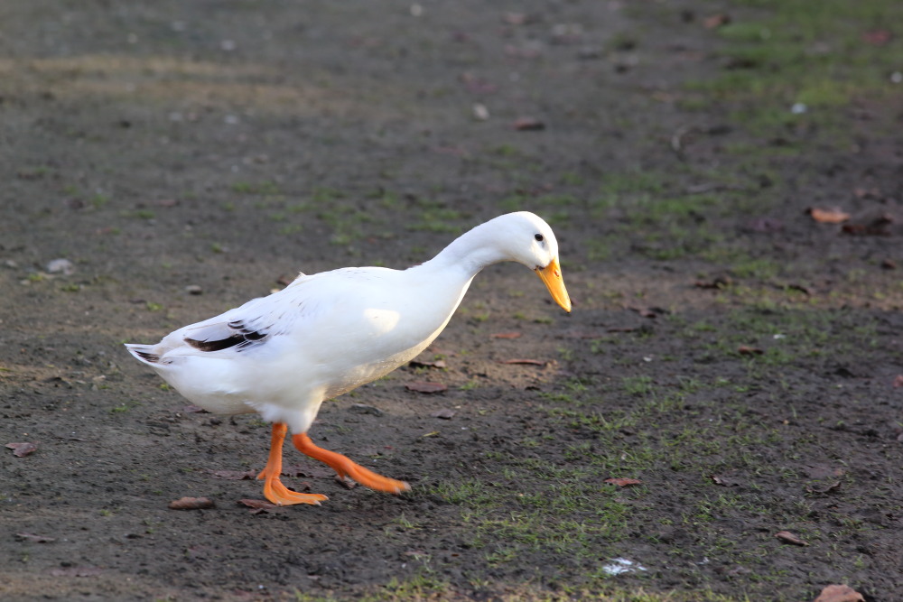 Lokation: Deutschland | Nordrhein-Westfalen | Köln | Lindenthal Kategorien: Vögel, Datum: 03.12.2015