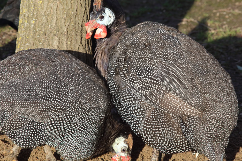 Lokation: Deutschland | Nordrhein-Westfalen | Köln | Lindenthal Kategorien: Vögel, Datum: 03.12.2015
