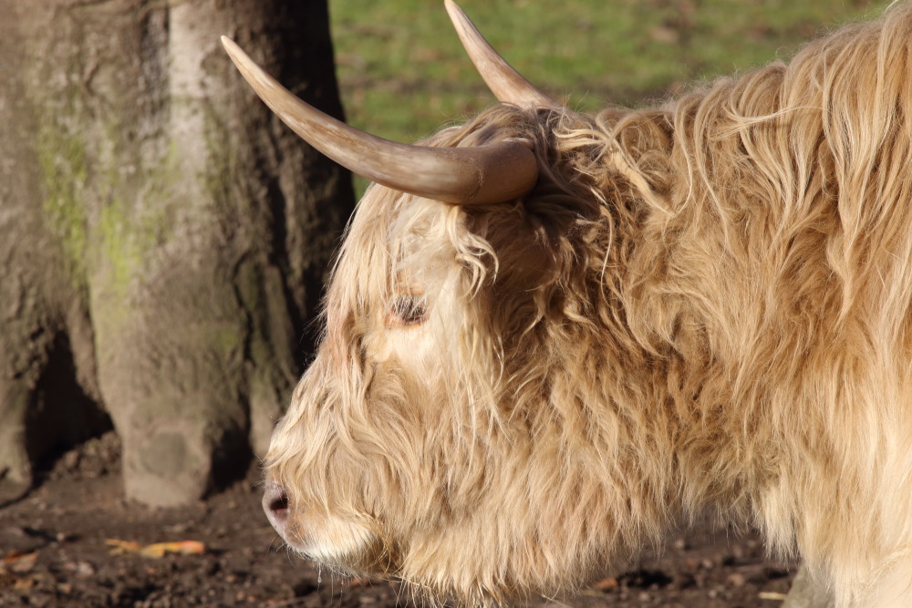 Lokation: Deutschland | Nordrhein-Westfalen | Köln | Lindenthal Kategorien: Säugetiere, Datum: 03.12.2015