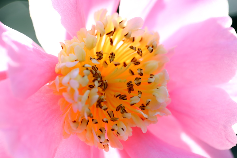 Lokation: Deutschland | Nordrhein-Westfalen | Köln | Riehl Kategorien: Blüte, Datum: 26.12.2015