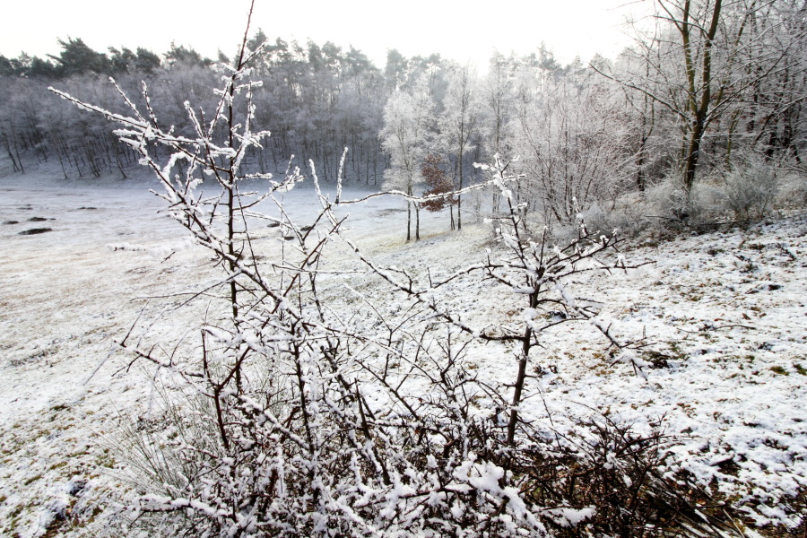 Lokation: Deutschland | Nordrhein-Westfalen | Köln | Kleineichen Kategorien: Winter, Datum: 04.02.2015