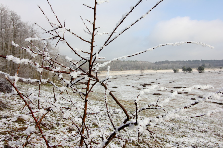 Lokation: Deutschland | Nordrhein-Westfalen | Köln | Kleineichen Kategorien: Winter, Datum: 04.02.2015
