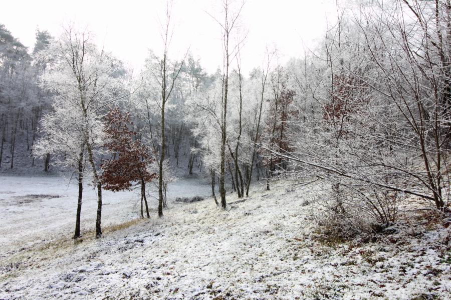Lokation: Deutschland | Nordrhein-Westfalen | Köln | Kleineichen Kategorien: Winter, Datum: 04.02.2015