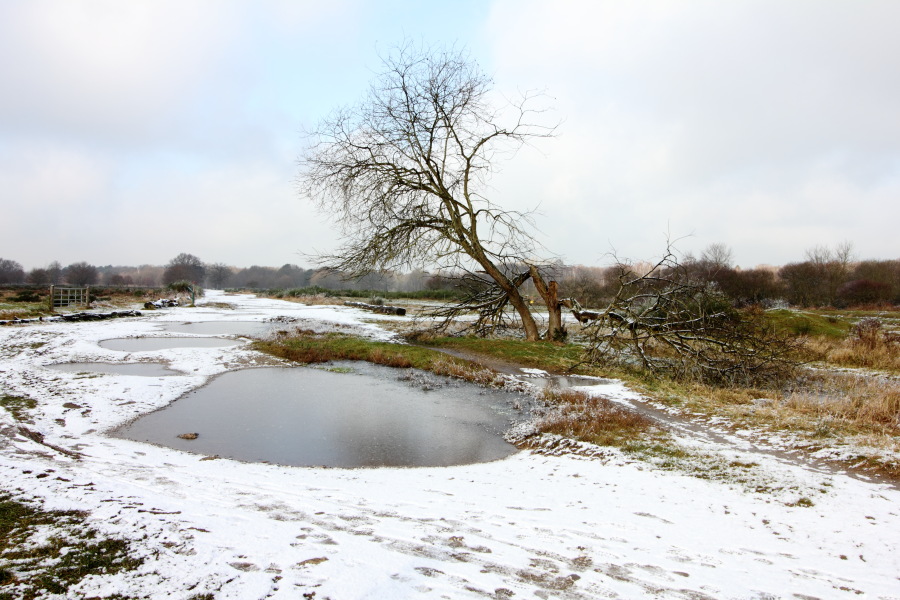 Lokation: Deutschland | Nordrhein-Westfalen | Rösrath | Kalmusweier Kategorien: Winter, Pfützen, Datum: 04.02.2015