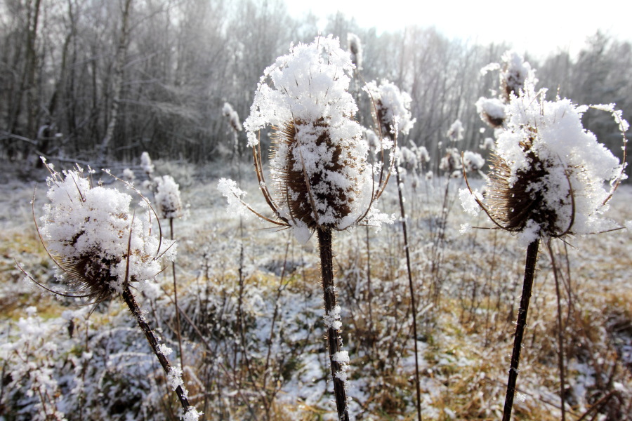 Lokation: Deutschland | Nordrhein-Westfalen | Rösrath | Kalmusweier Kategorien: Winter, Datum: 04.02.2015