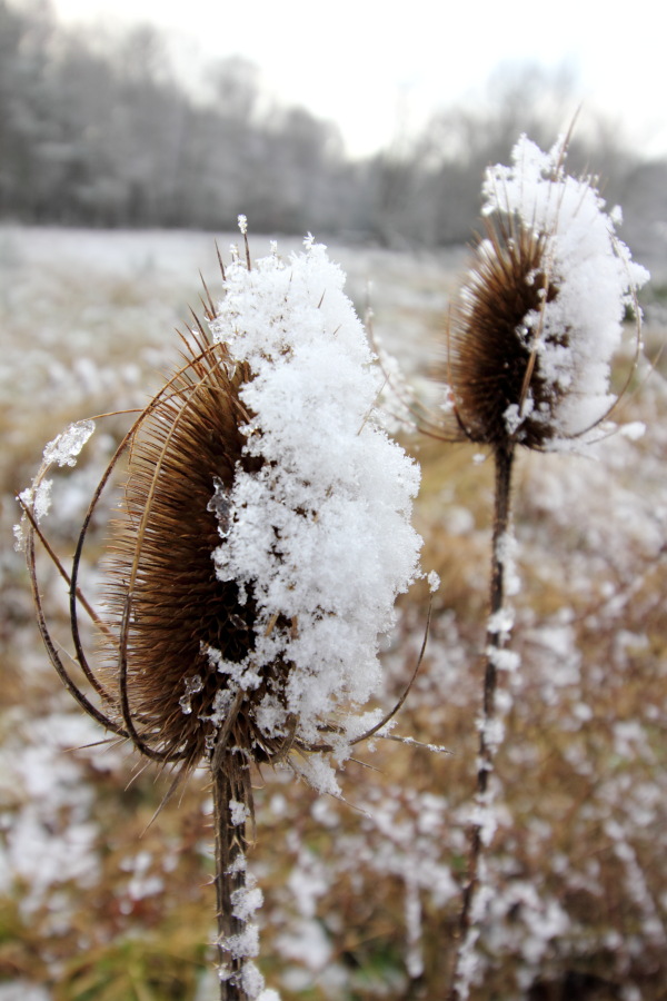 Lokation: Deutschland | Nordrhein-Westfalen | Rösrath | Kalmusweier Kategorien: Winter, Datum: 04.02.2015