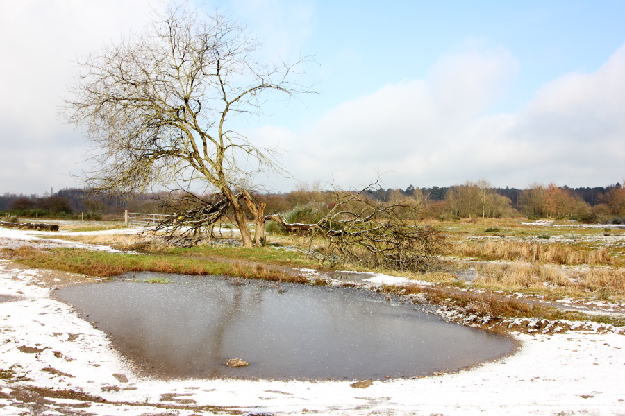 Lokation: Deutschland | Nordrhein-Westfalen | Rösrath | Kalmusweier Kategorien: Winter, Pfützen, Datum: 04.02.2015