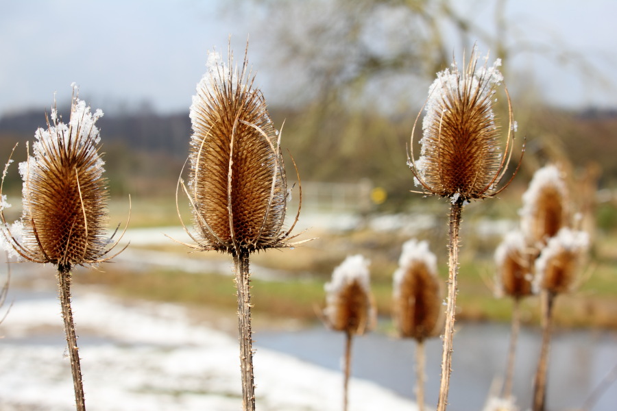 Lokation: Deutschland | Nordrhein-Westfalen | Rösrath | Kalmusweier Kategorien: Winter, Datum: 04.02.2015