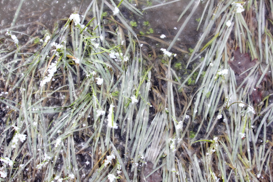 Lokation: Deutschland | Nordrhein-Westfalen | Rösrath | Kalmusweier Kategorien: Winter, Pfützen, Datum: 04.02.2015