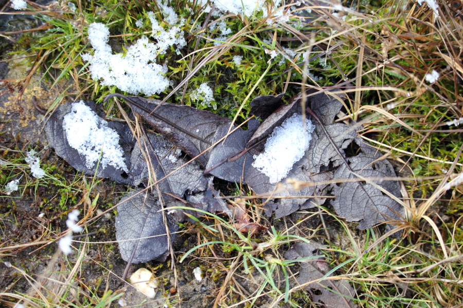 Lokation: Deutschland | Nordrhein-Westfalen | Rösrath | Kalmusweier Kategorien: Winter, Pfützen, Datum: 04.02.2015