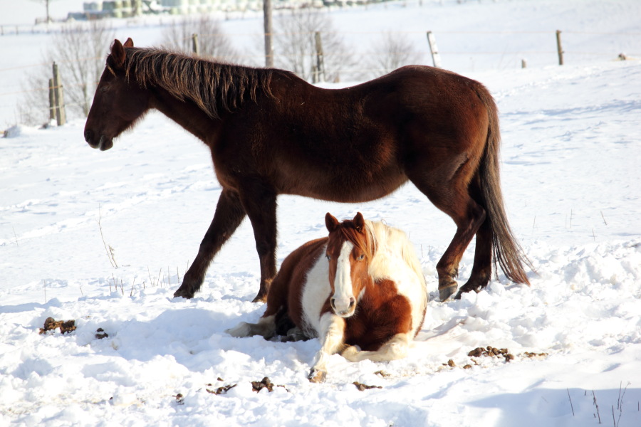 Lokation: Deutschland | Rheinland-Pfalz | Kerschenbach | Baasem Kategorien: Pferde, Datum: 07.02.2015