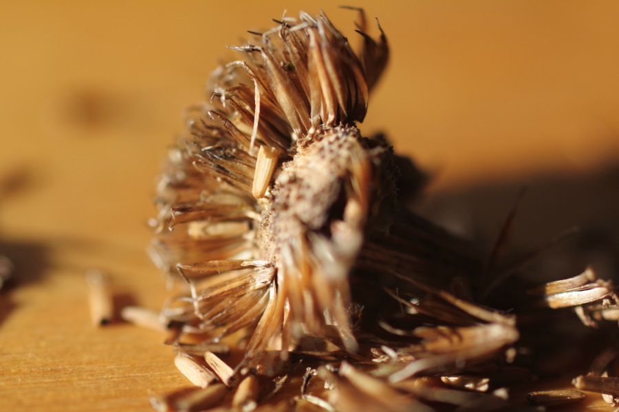 Lokation: Deutschland | Nordrhein-Westfalen | Bergisch Gladbach | Rodemich Kategorien: Früchte, Datum: 15.02.2015