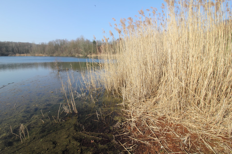Lokation: Deutschland | Nordrhein-Westfalen | Köln | Dellbrück Kategorien: See, Datum: 16.02.2015