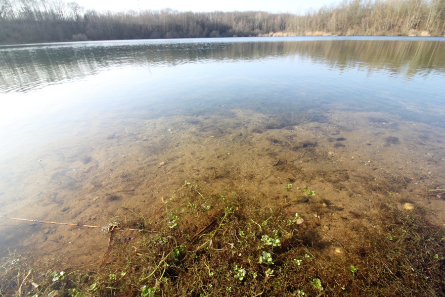 Lokation: Deutschland | Nordrhein-Westfalen | Köln | Dellbrück Kategorien: See, Datum: 16.02.2015