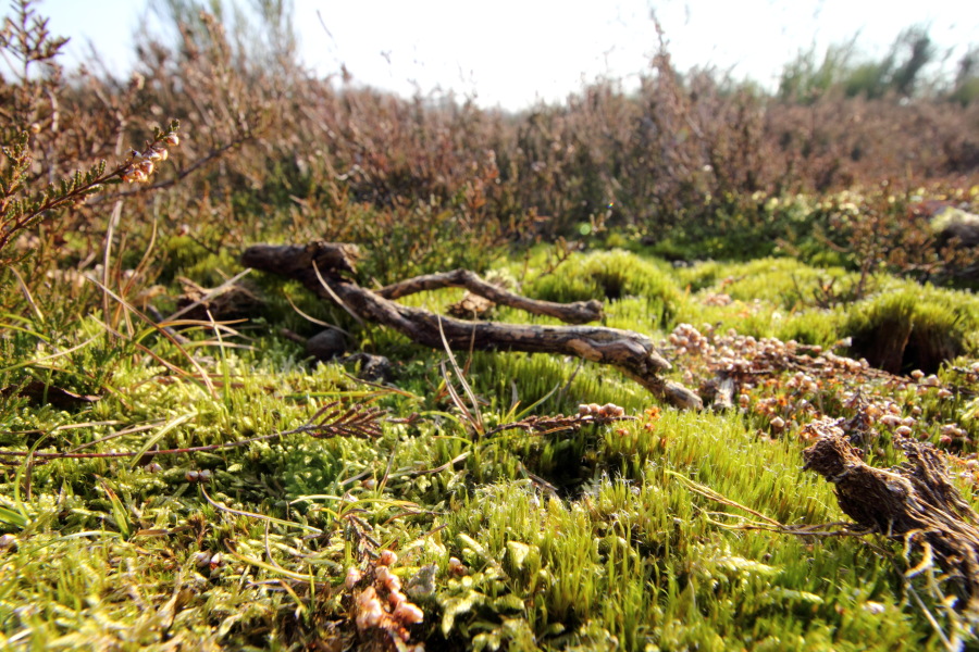 Lokation: Deutschland | Nordrhein-Westfalen | Köln | Dellbrück Kategorien: Vegetation, Moose, Datum: 16.02.2015