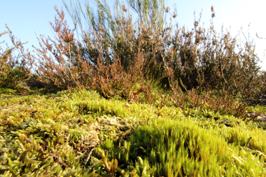 Lokation: Deutschland | Nordrhein-Westfalen | Köln | Dellbrück Kategorien: Vegetation, Moose, Datum: 16.02.2015