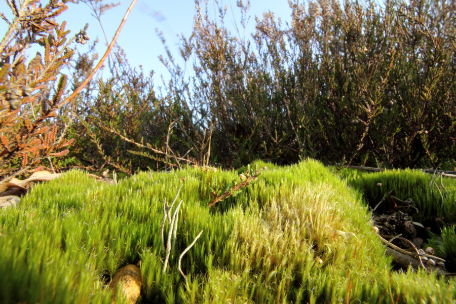 Lokation: Deutschland | Nordrhein-Westfalen | Köln | Dellbrück Kategorien: Vegetation, Moose, Datum: 16.02.2015