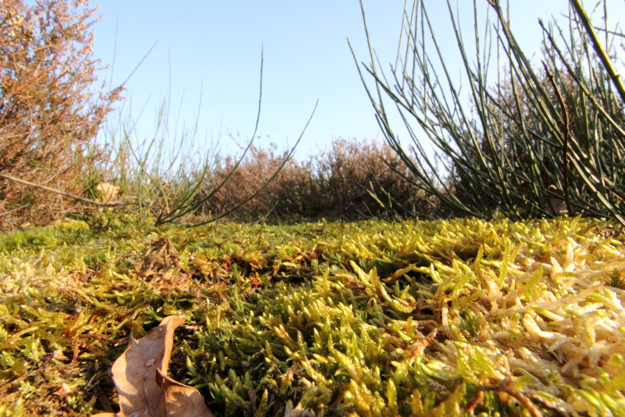 Lokation: Deutschland | Nordrhein-Westfalen | Köln | Dellbrück Kategorien: Vegetation, Moose, Datum: 16.02.2015