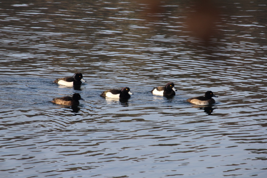 Lokation: Deutschland | Nordrhein-Westfalen | Köln | Höhenhaus Kategorien: Vögel, Datum: 16.02.2015