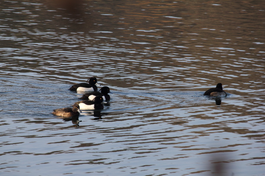 Lokation: Deutschland | Nordrhein-Westfalen | Köln | Höhenhaus Kategorien: Vögel, Datum: 16.02.2015