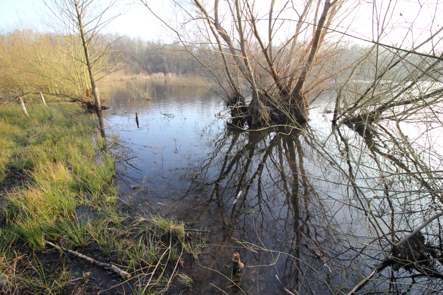 Lokation: Deutschland | Nordrhein-Westfalen | Bergisch Gladbach | Dellbrück Kategorien: See, Datum: 16.02.2015