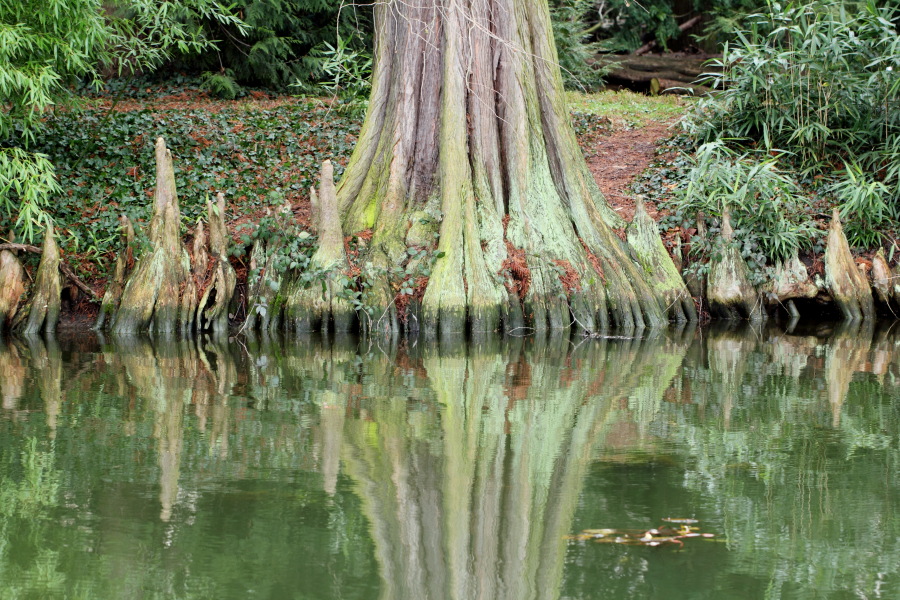 Lokation: Deutschland | Nordrhein-Westfalen | Bonn | Poppelsdorf Kategorien: See, Baum, Datum: 26.02.2015