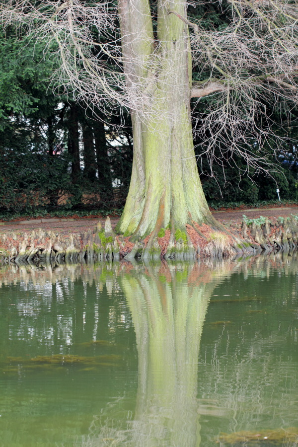 Lokation: Deutschland | Nordrhein-Westfalen | Bonn | Poppelsdorf Kategorien: See, Baum, Datum: 26.02.2015