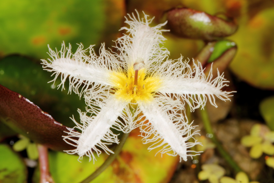 Lokation: Deutschland | Nordrhein-Westfalen | Bonn | Poppelsdorf Kategorien: Gewächshaus, Datum: 26.02.2015