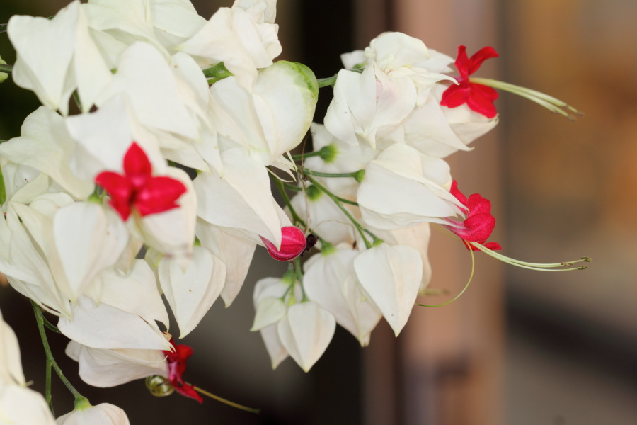 Lokation: Deutschland | Nordrhein-Westfalen | Bonn | Poppelsdorf Kategorien: Gewächshaus, Datum: 26.02.2015