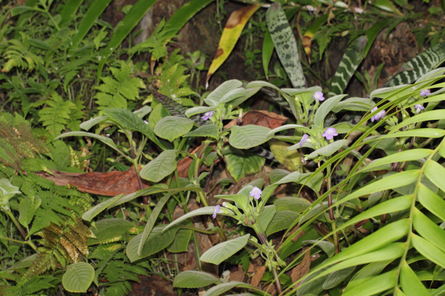 Lokation: Deutschland | Nordrhein-Westfalen | Bonn | Poppelsdorf Kategorien: Gewächshaus, Datum: 26.02.2015