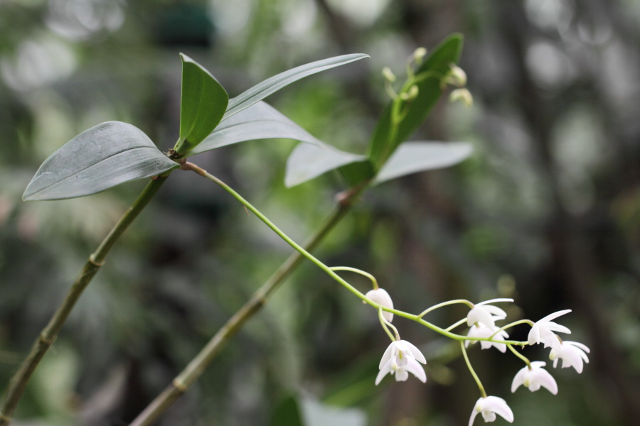 Lokation: Deutschland | Nordrhein-Westfalen | Bonn | Poppelsdorf Kategorien: Gewächshaus, Datum: 26.02.2015