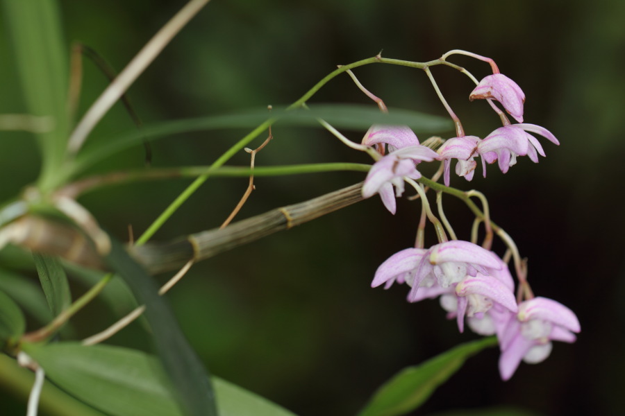 Lokation: Deutschland | Nordrhein-Westfalen | Bonn | Poppelsdorf Kategorien: Gewächshaus, Datum: 26.02.2015
