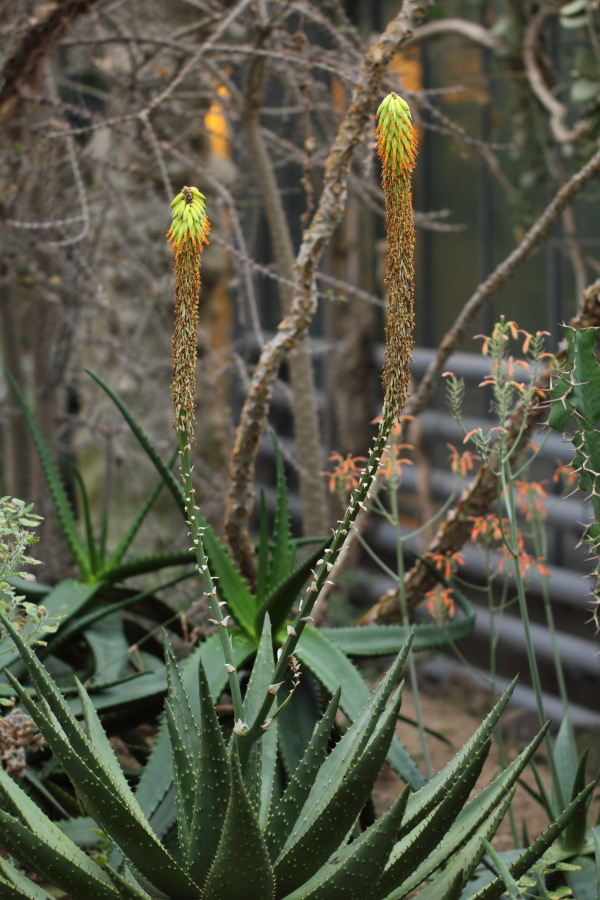 Lokation: Deutschland | Nordrhein-Westfalen | Bonn | Poppelsdorf Kategorien: Gewächshaus, Datum: 26.02.2015