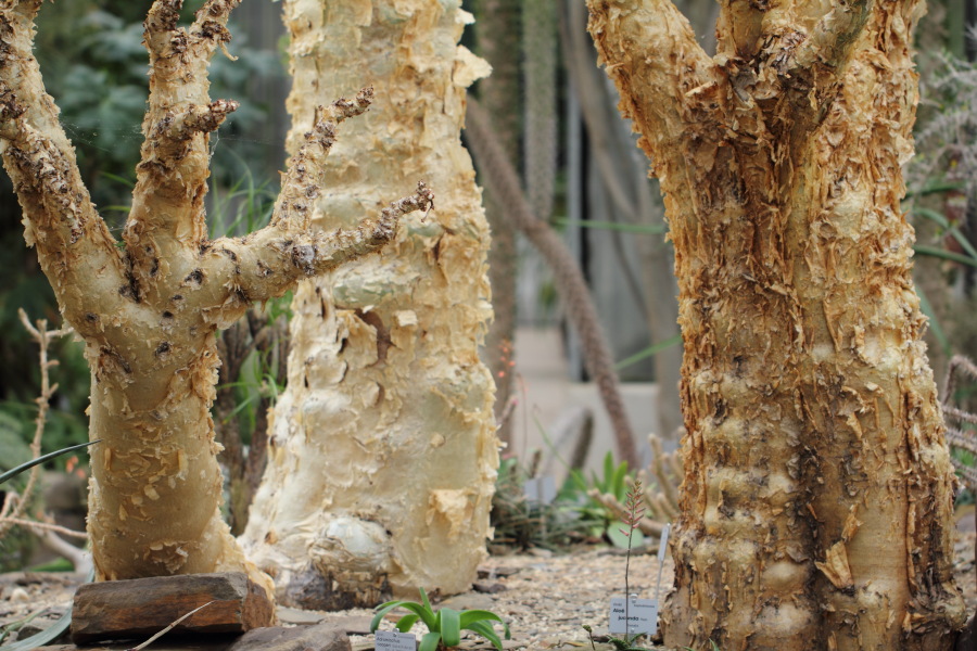 Lokation: Deutschland | Nordrhein-Westfalen | Bonn | Poppelsdorf Kategorien: Gewächshaus, Datum: 26.02.2015