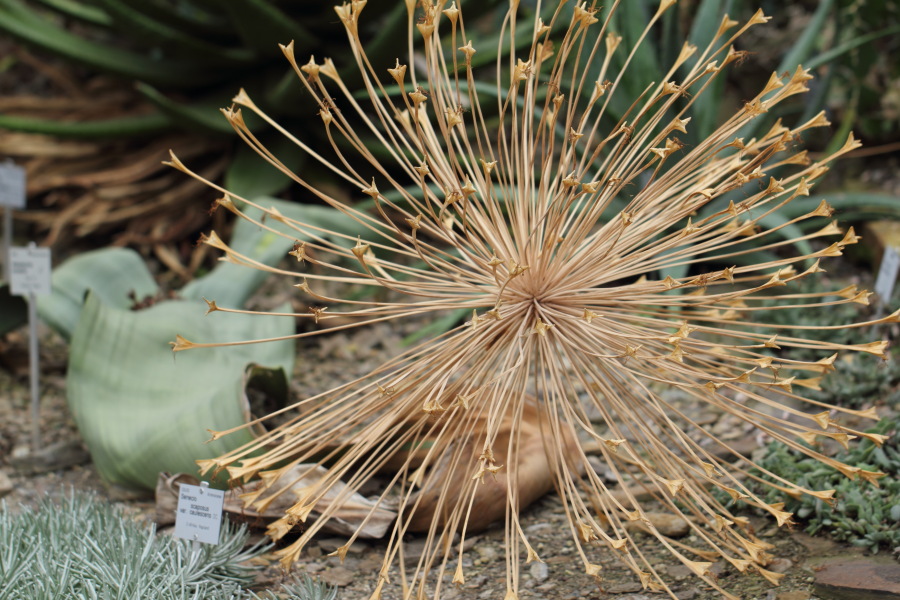 Lokation: Deutschland | Nordrhein-Westfalen | Bonn | Poppelsdorf Kategorien: Gewächshaus, Datum: 26.02.2015